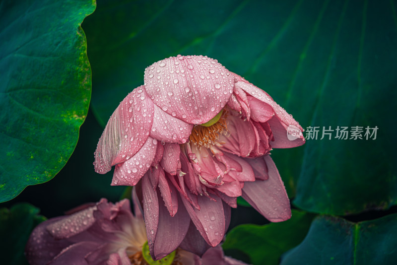 夏天雨后的荷花挂满水珠