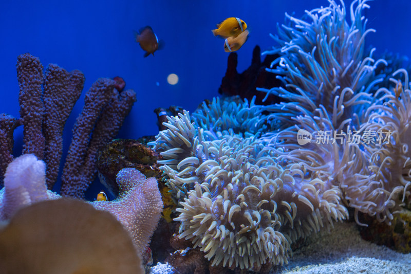 上海海洋水族馆的海葵