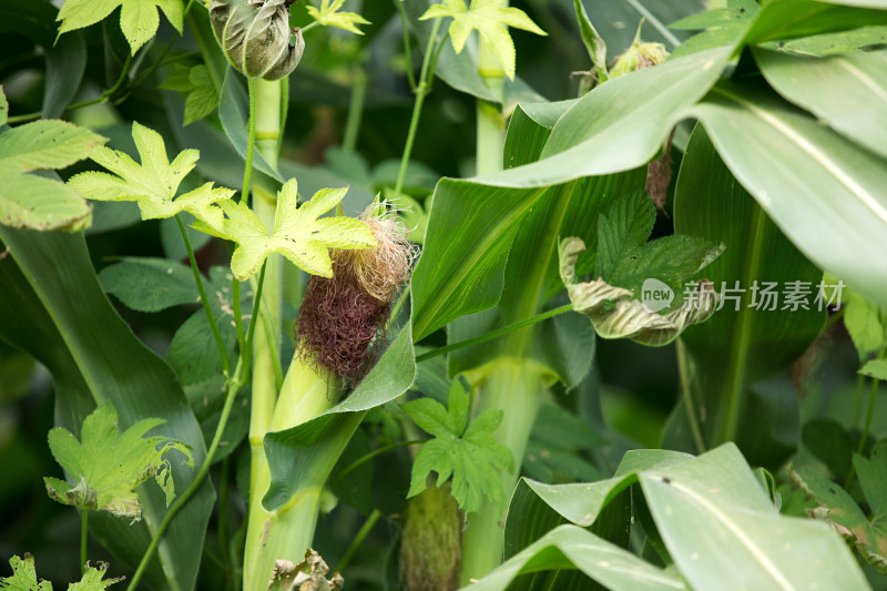 被藤蔓野草缠绕的玉米庄稼