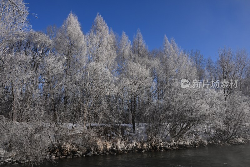 雪后树林蓝天相映的冬日自然景象