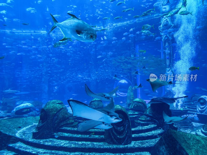 三亚亚特兰蒂斯酒店的水族馆