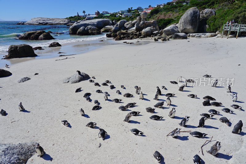 南非博尔德斯海滩Boulders Beach，非洲企鹅