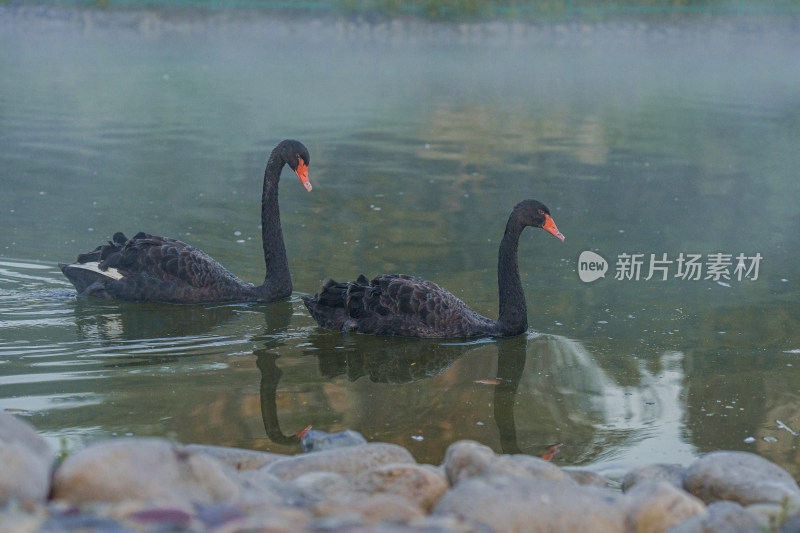 雾气中的水面觅食的禽类