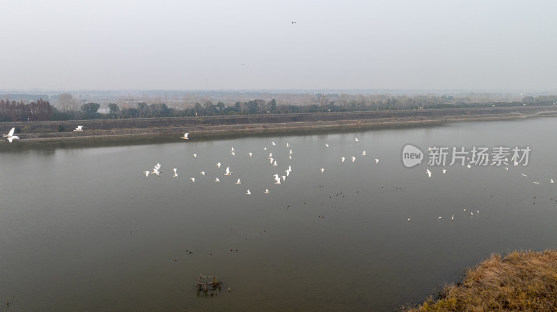 杭州大江东大湾区湿地公园候鸟栖息地