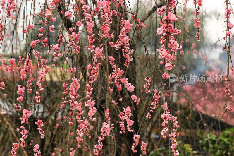 春雨后的梅花