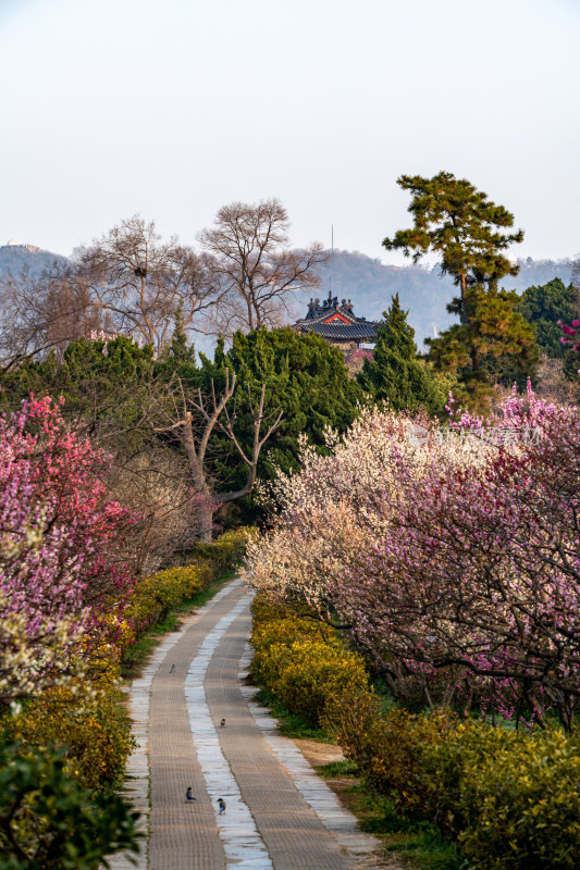 南京明孝陵梅花山梅花开