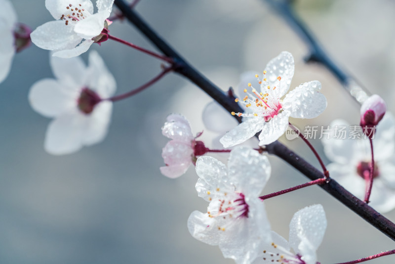 盛开的白色樱花特写