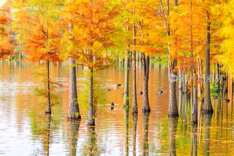 成都白鹭湾湿地公园水杉秋景