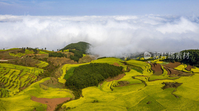 罗平油菜花风光