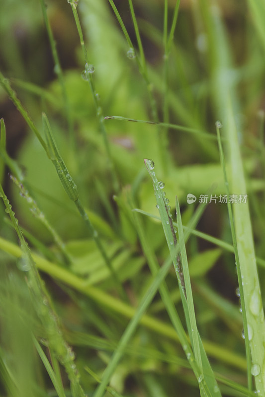 谷雨节气的青草雨珠特写