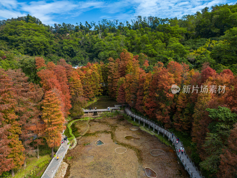 深圳仙湖植物园落羽杉