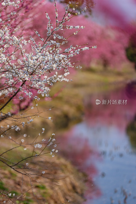 花开海上梅花节