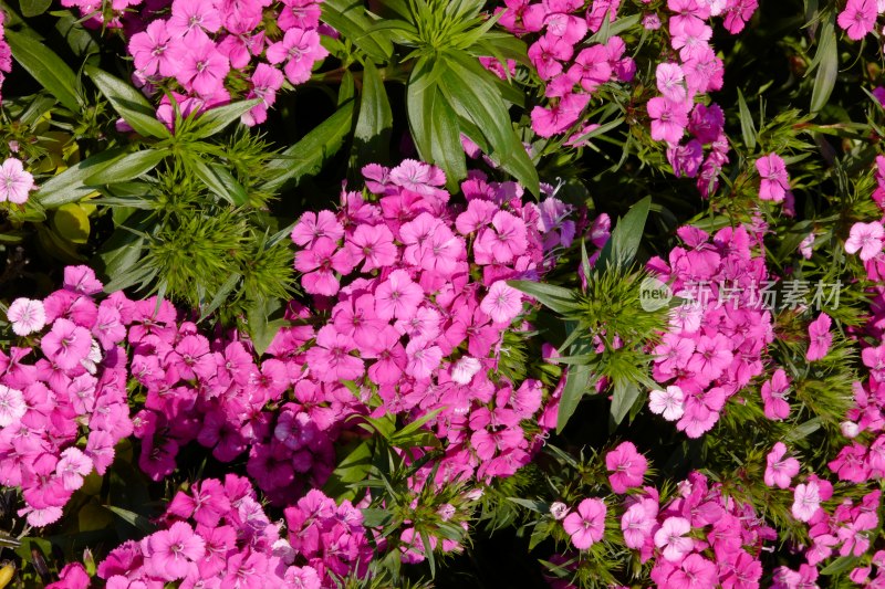 厦门园博苑郁金香花展上的须苞石竹