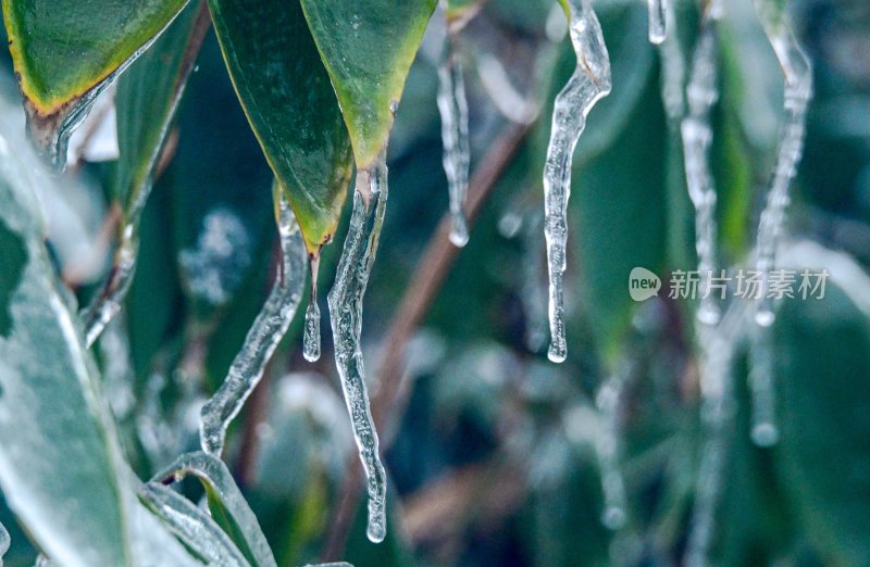 重庆酉阳：龙头山上冻雨“缀”美