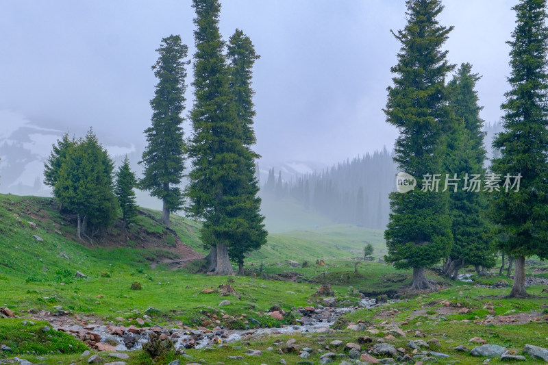 新疆伊犁那拉提的草原森林雪山和小溪