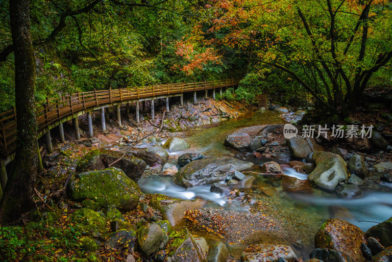 四川光雾山森林美景