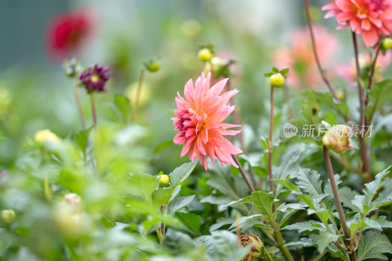 露天种植的菊花