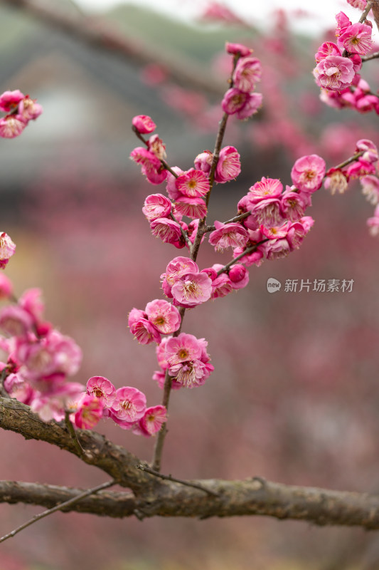 杭州湘湖盛开的粉色梅花