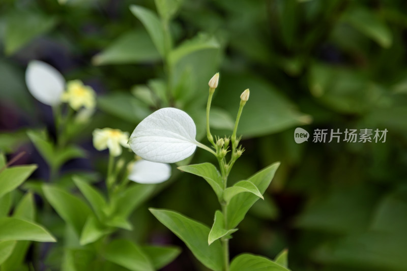 花，玉叶金花，美丽的花，