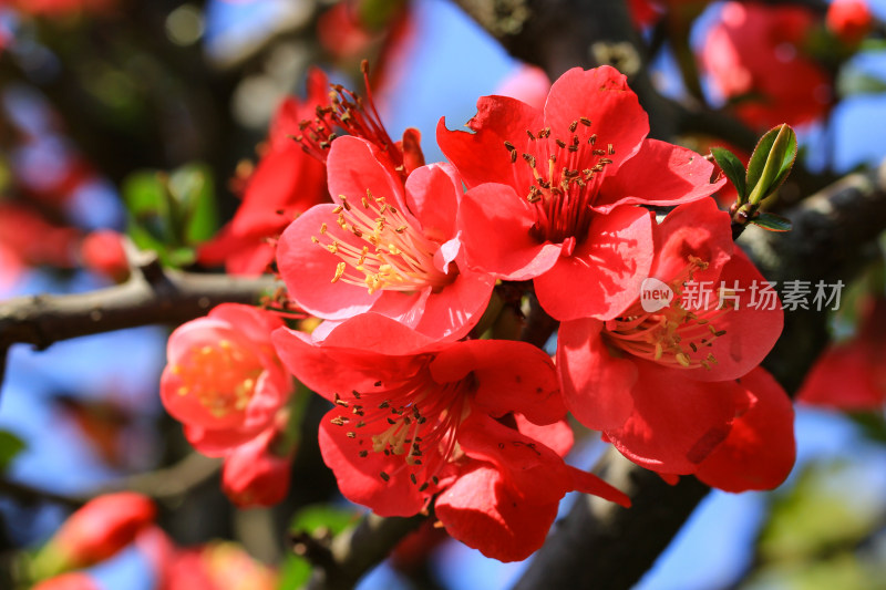 海棠花开春意浓