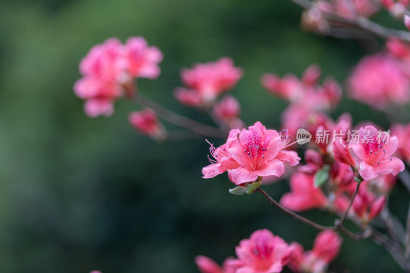 杜鹃花、映山红