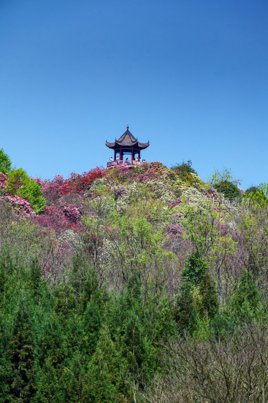 贵州百里杜鹃山间盛开的烂漫杜鹃花