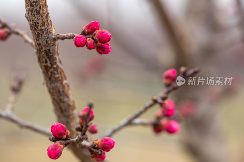 含苞待放的腊梅花