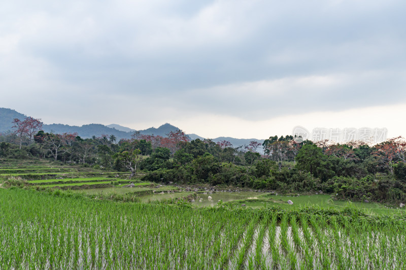 昌江木棉花稻田风景