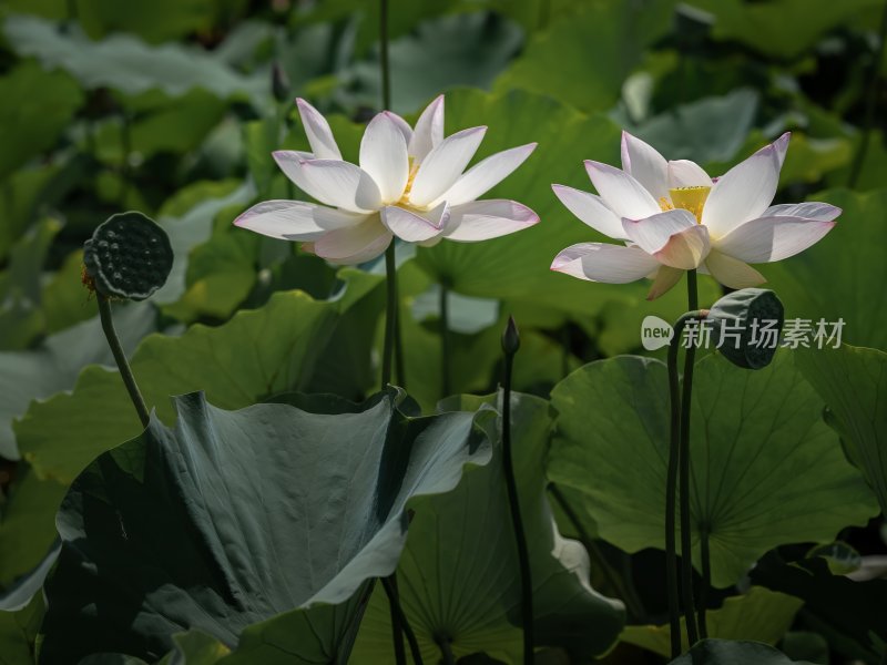 夏天池塘荷花莲花开放夏至立夏