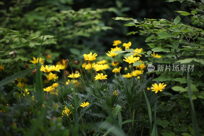 盛开的花朵