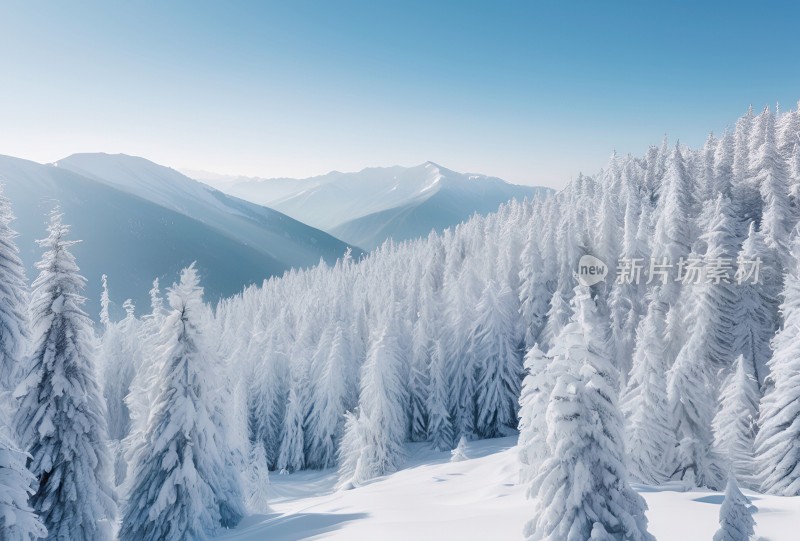 冬季森林白雪覆盖风景