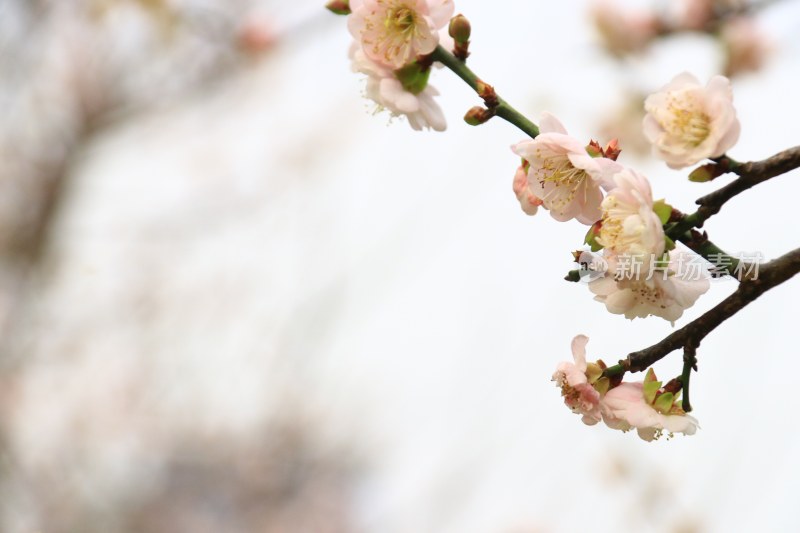 白色梅花 粉红梅花 白梅 