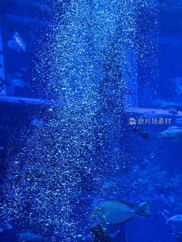 三亚亚特兰蒂斯酒店的水族馆