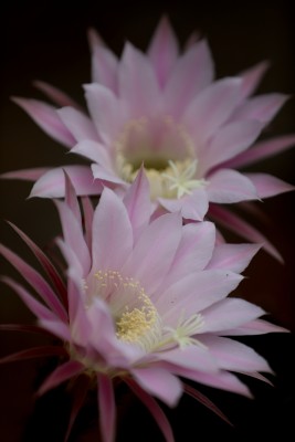 仙人球花朵