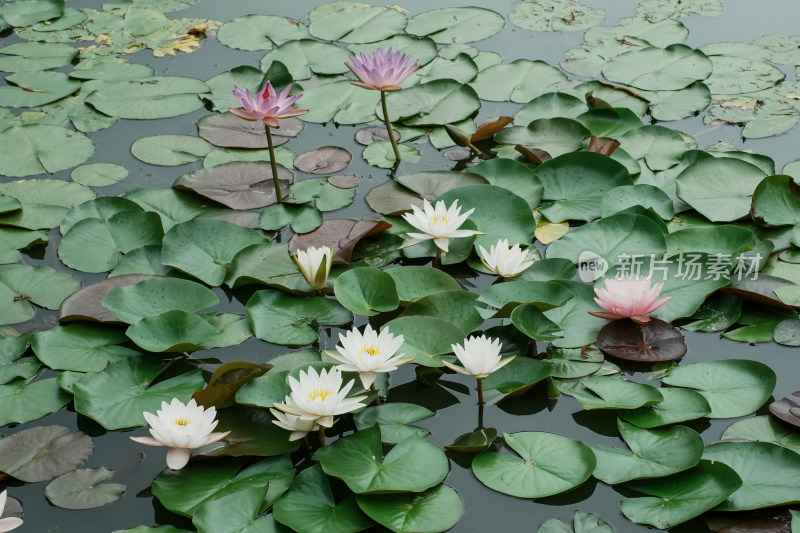 北京国家植物园睡莲