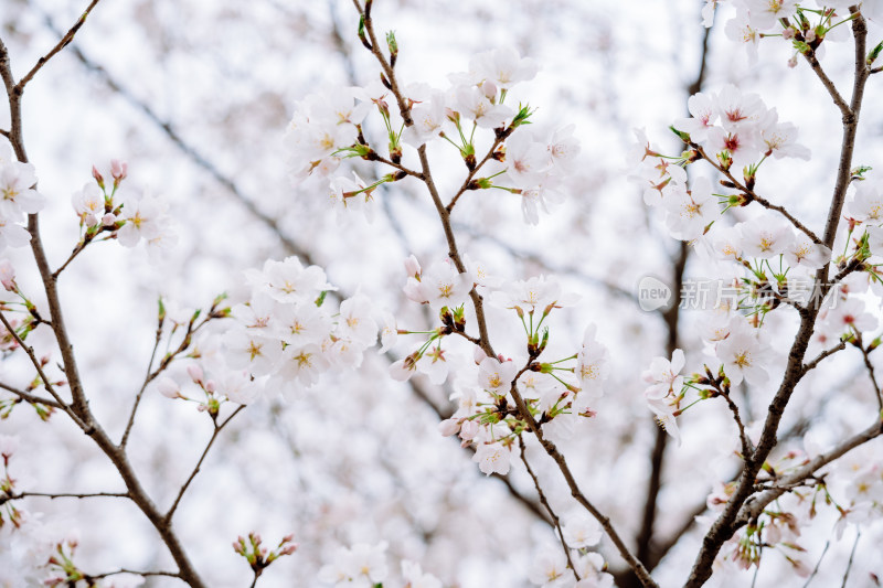 春天里盛开的白色樱花