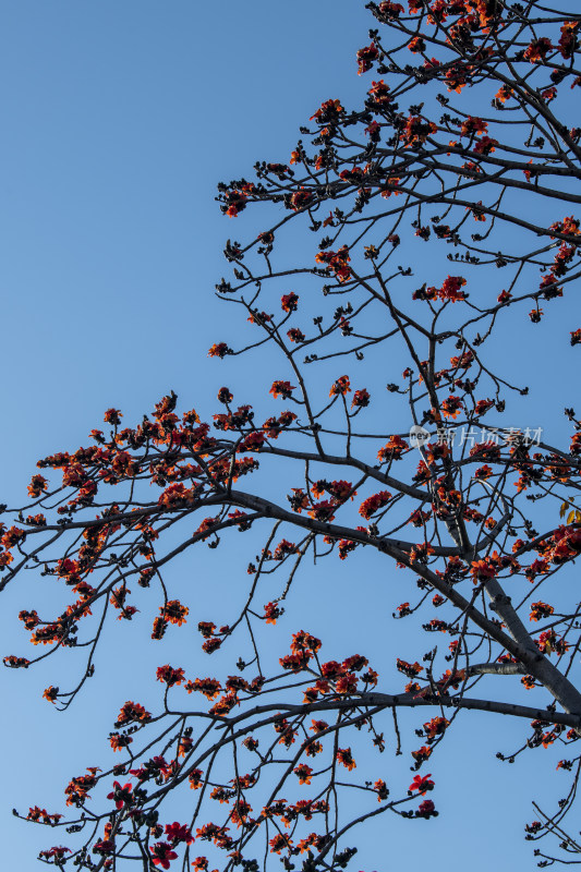 春天南粤盛开的木棉花