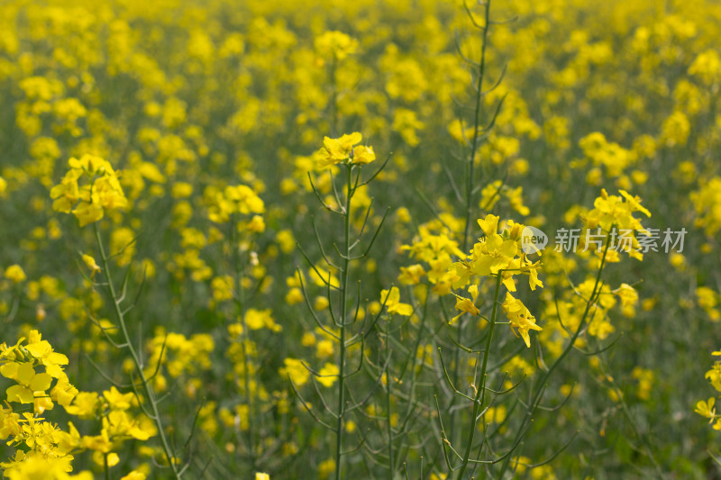 美丽的黄色油菜花田近景特写