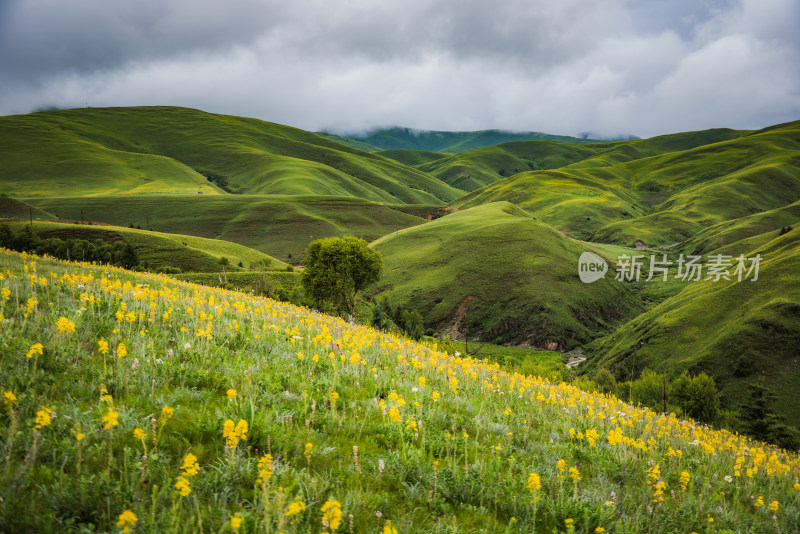 川西高原山脉盛开花海草原风光