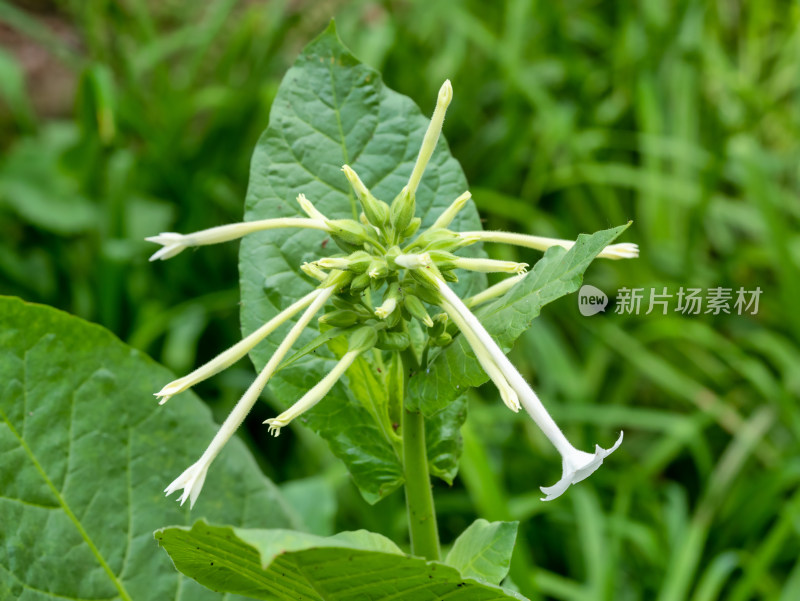 春天的花烟草开花特写