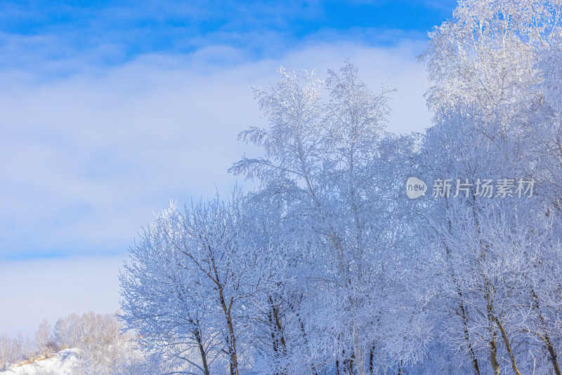 冬天雾凇树挂雪景雪林森林