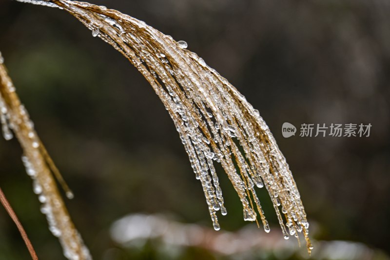 重庆酉阳：一场冰冻游客“醉”