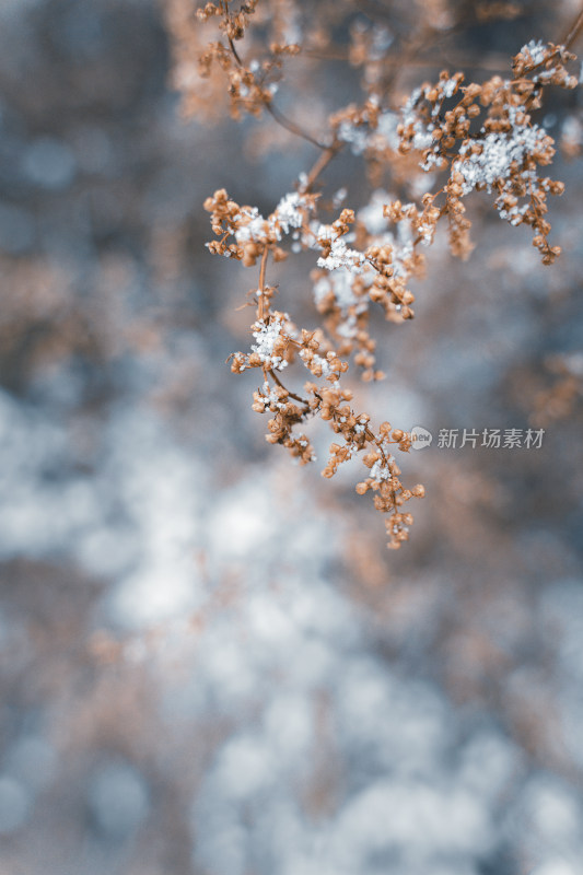 冬天户外雪景图片