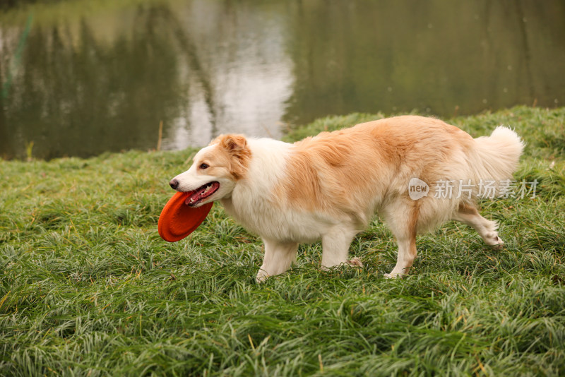 在草地上玩飞盘的边境牧羊犬