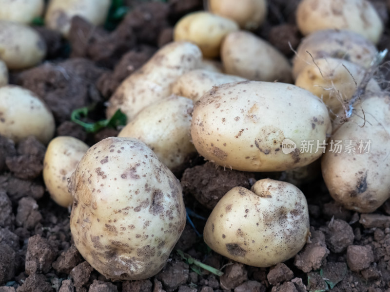 农村农业农民土豆种植收获丰收