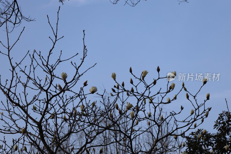 蓝天背景下的玉兰花枝