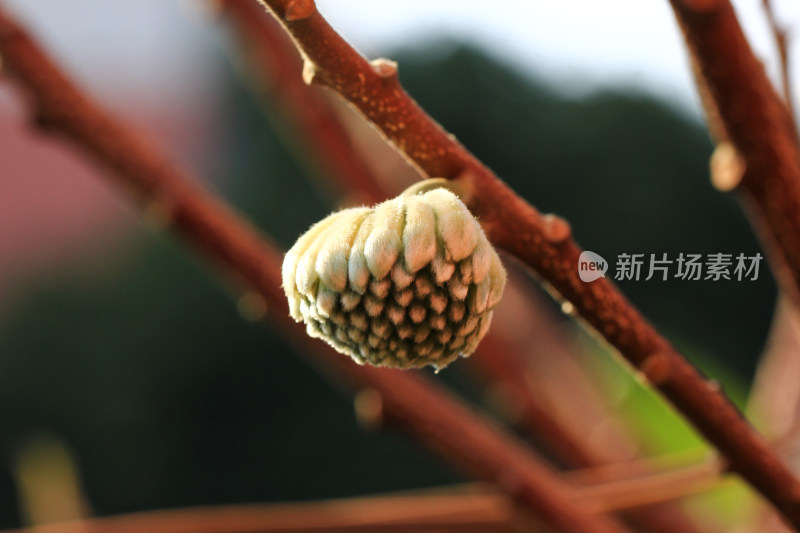 结香花花蕾实拍素材