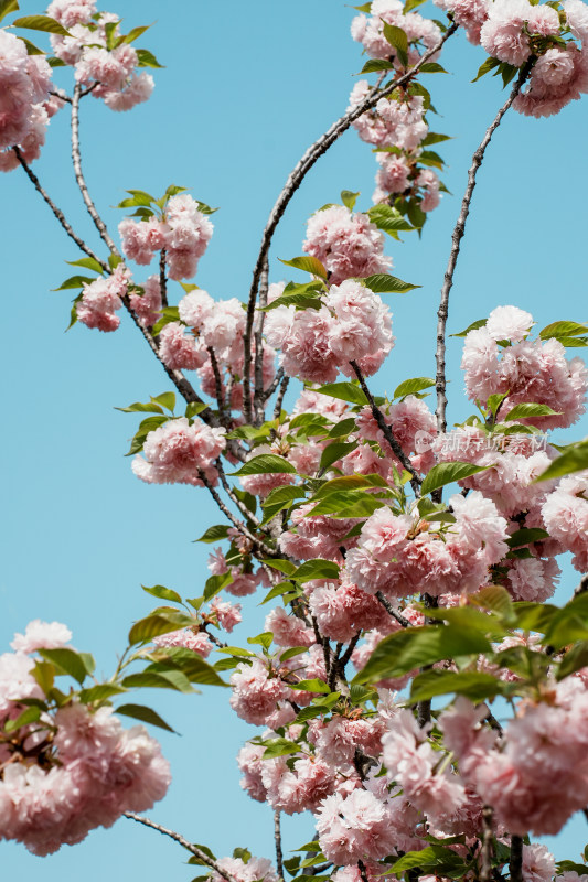 北京朝阳公园樱花