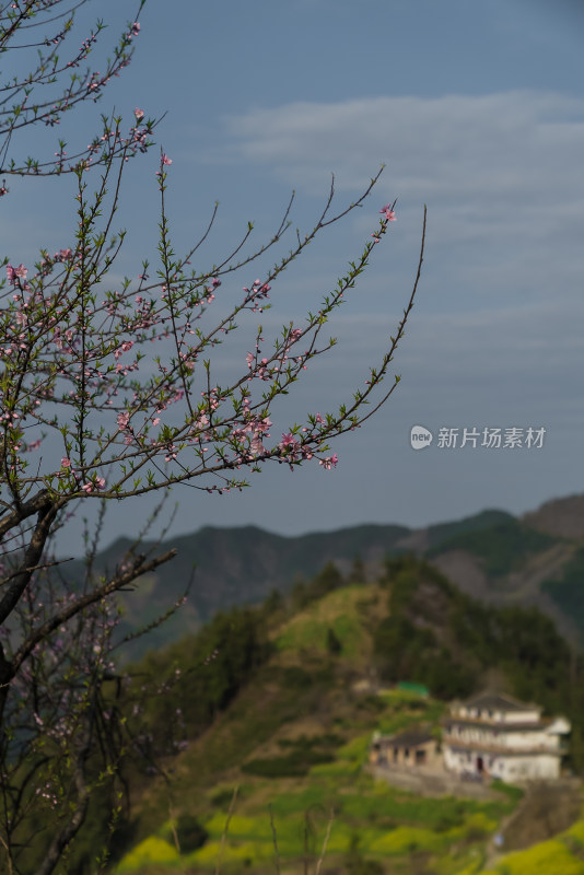 春天盛开的花朵