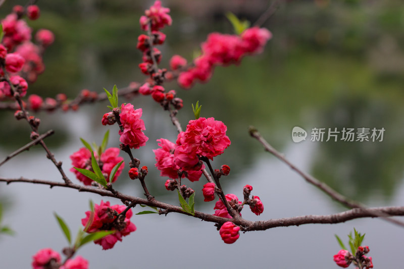 花港观鱼里娇艳盛开的红桃花枝近景特写